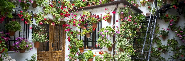 Dom, Pelargonie, Kwiaty, Schody, Fasada