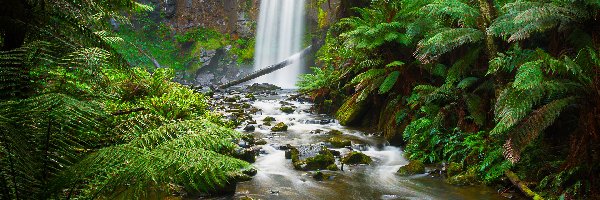 Rośliny, Rzeka, Park Narodowy Great Otway, Hopetoun Falls, Wodospad, Australia, Stan Wiktoria, Skały, Paprocie