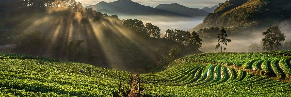 Przebijające światło, Truskawek, Tajlandia, Wschód słońca, Wzgórza, Góra, Doi Ang Khang, Plantacja, Drzewa, Prowincja Chiang Mai