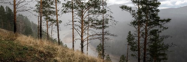 Drzewa, Mgła, Rzeka, Skarpa