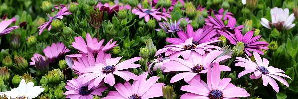 Kwiaty, Stokrotki afrykańskie, Osteospermum, Fioletowe