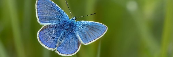 Niebieski, Modraszek ikar, Motyl, Tło, Zielone