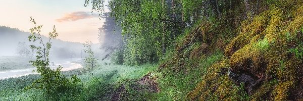 Skarpa, Mgła, Droga, Drzewa