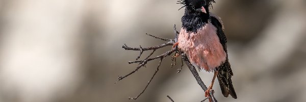 Różowo-czarny, Szpak różowy, Ptak, Gałązki, Pasterz różowy