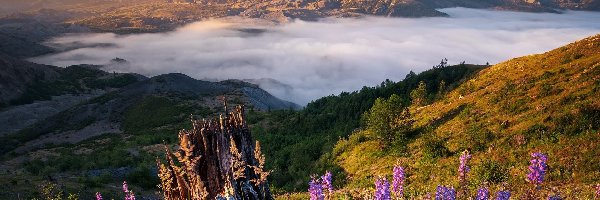 Łubin, Wulkan, Stany Zjednoczone, Stan Waszyngton, Mount St Helens, Mgła, Chmury, Góry Kaskadowe