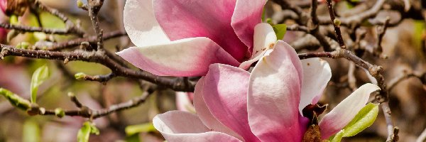 Rozkwitające, Kwiaty, Różowe, Gałązki, Magnolia
