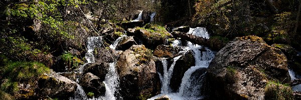 Kamienie, Las, Strumień, Rośliny, Drzewa