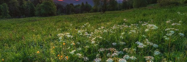 Łąka, Wschód słońca, Beskidy, Góry, Polska, Wiosna, Drzewo, Zawoja, Kwiaty