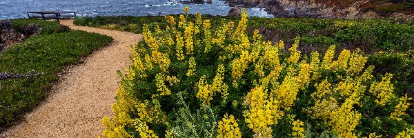 Łubin, Wybrzeże, Kwiaty, Morze, Stany Zjednoczone, Skały, Żółty, Kalifornia, Droga, Big Sur, Park stanowy Garrapata