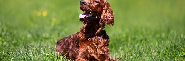 Trawa, Working cocker spaniel, Brązowy