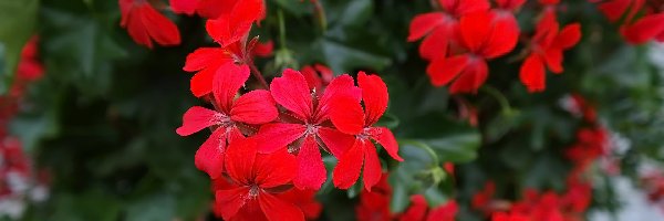 Pelargonia, Czerwona, Kwiaty