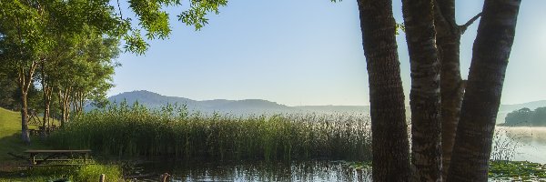 Gęsi, Drzewa, Szuwary, Jezioro