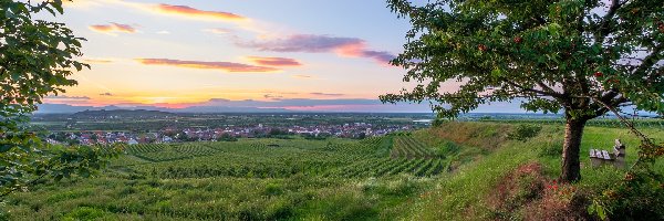 Drzewa, Winnice, Niemcy, Vogtsburg, Domy, Ławka, Kaiserstuhl, Pola