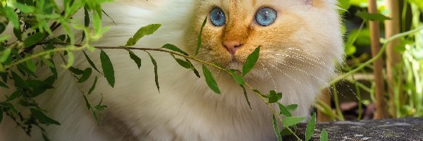 Długowłosy, Roślina, Niebieskooki, Kot