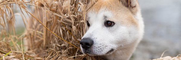 Pies, Akita inu, Mordka, Trawa