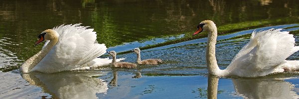 Łabędzie, Młode, Dwa, Jezioro