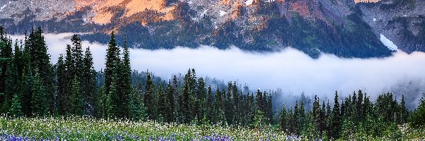 Łąka, Góry, Stany Zjednoczone, Stan Waszyngton, Tatoosh Range, Kwiaty, Mgła, Park Narodowy Mount Rainier