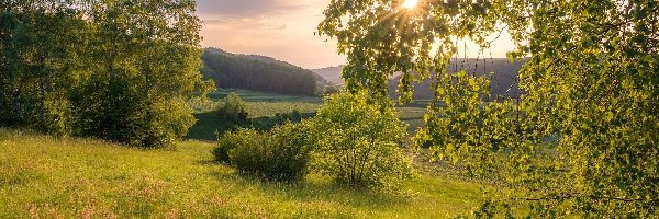 Krzewy, Promienie słońca, Wzgórza, Lato, Drzewa, Łąka