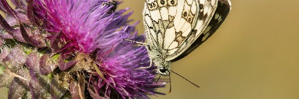 Motyl, Roślina, Polowiec szachownica, Zbliżenie, Oset