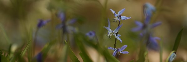 Niebieskie, Kwiaty, Cebulice syberyjskie