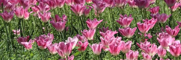 Tulipany, Rozkwitnięte, Różowe, Kwiaty