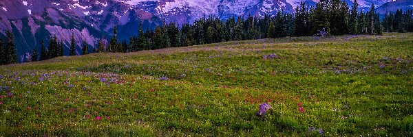 Góry, Stan Waszyngton, Chmury, Polne, Park Narodowy Mount Rainier, Łąka, Kwiaty, Stany Zjednoczone