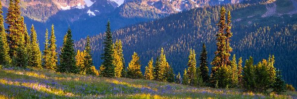 Stratowulkan, Łąka, Stany Zjednoczone, Stan Waszyngton, Drzewa, Mount Rainier, Park Narodowy Mount Rainier, Góry