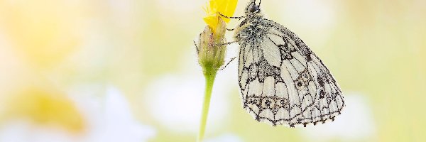 Polowiec szachownica, Żółty, Kwiatek, Motyl