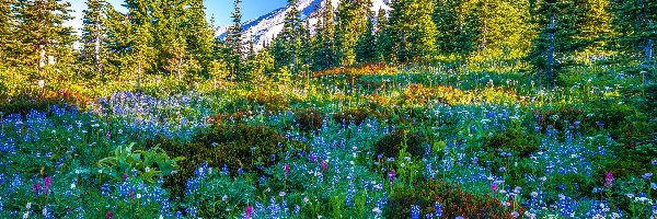 Łąka, Świerki, Stratowulkan Mount Rainier, Góry, Park Narodowy Mount Rainier, Stany Zjednoczone, Stan Waszyngton, Drzewa, Kwiaty