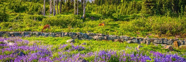 Kwiaty, Łąka, Stratowulkan Mount Rainier, Góry, Park Narodowy Mount Rainier, Stany Zjednoczone, Stan Waszyngton, Drzewa, Sarny