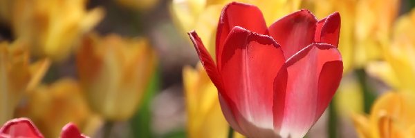 Tulipany, Tulipan, Czerwony, Kwiaty
