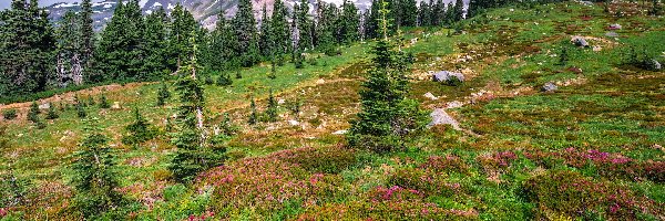 Góry, Stan Waszyngton, Mgła, Drzewa, Park Narodowy Mount Rainier, Łąka, Kwiaty, Stany Zjednoczone