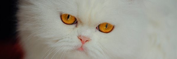 Oczy, Kot, Miodowe, Spojrzenie, Puszysty, Biały