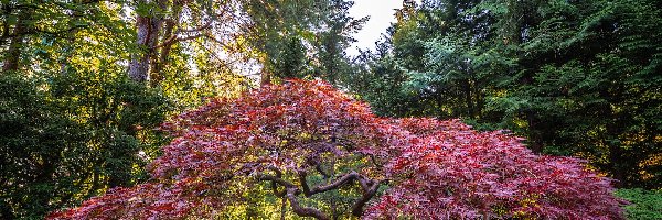 Klon palmowy, Portland Japanese Garden, Stany Zjednoczone, Stan Oregon, Drzewo, Promienie słońca, Portland, Ogród