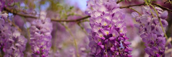 Gałązka, Kwiaty, Fioletowe, Glicynia, Wisteria