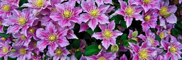 Clematis, Powojnik, Fioletowy