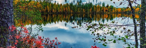 Jesień, Drzewa, Krzewy, Chmury, Las, Jezioro