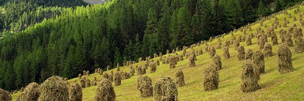 Łąka, Kopy, Siano, Stogi, Lato, Las, Góry