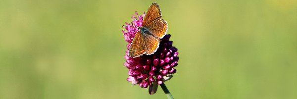 Kwiat, Skrzydła, Motyl