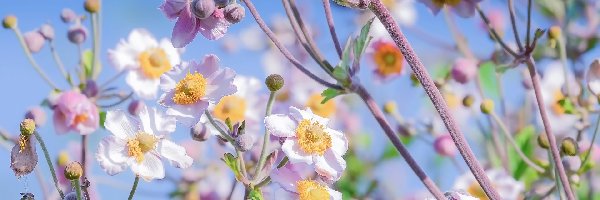 Zawilce japońskie, Kwiaty