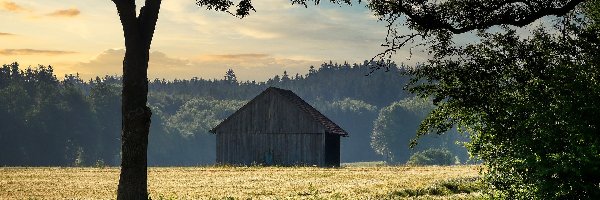 Drzewa, Zboże, Droga, Las, Pole, Szopa