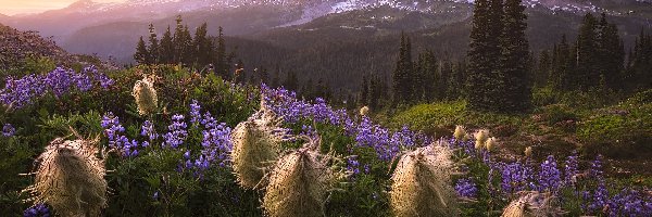 Miądrzyga, Łubin, Stratowulkan Mount Rainier, Góry, Park Narodowy Mount Rainier, Stany Zjednoczone, Stan Waszyngton, Drzewa, Łąka