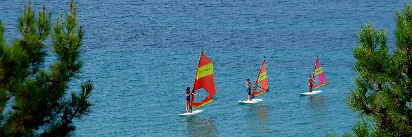 Drzewa, Windsurfing, Morze