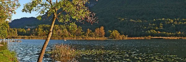 Rower wodny, Góra, Drzewo, Jezioro