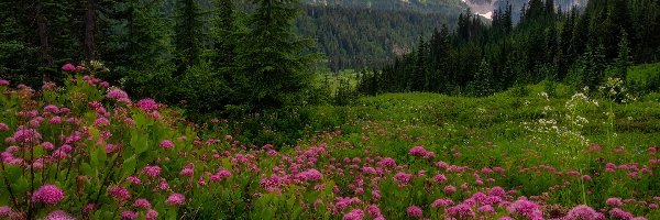 Tatoosh Range, Łąka, Tawuła, Góry, Drzewa, Park Narodowy Mount Rainier, Kwiaty, Stany Zjednoczone, Stan Waszyngton
