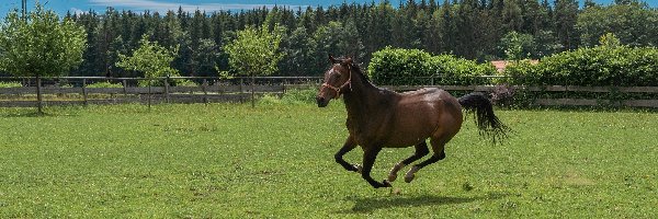 Pastwisko, Galop, Ogrodzenie, Koń