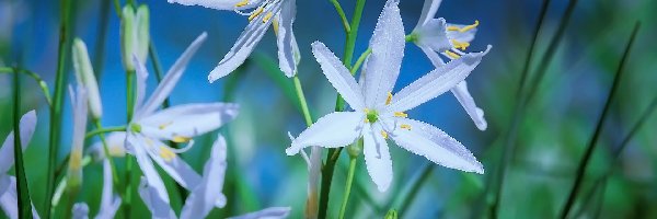 Pajęcznica liliowata, Białe, Kwiaty