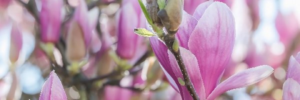 Różowa, Gałązki, Magnolia, Kwiaty