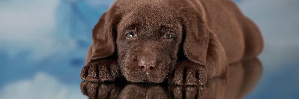 Brązowy, Labrador retriever, Szczeniak, Pies