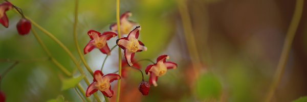 Kwiaty, Czerwone, Epimedium